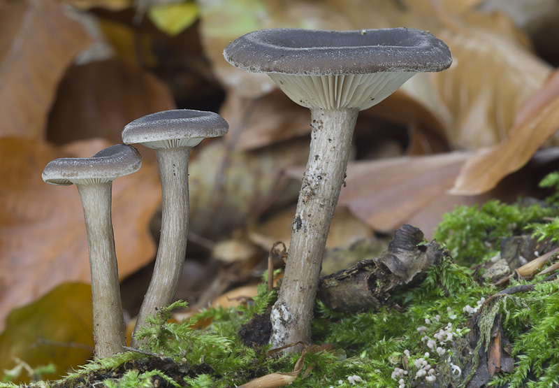 Pseudoclitocybe cyathiformis